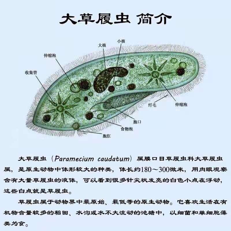 生物显微镜的简介(图1)