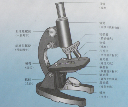 显微镜使用步骤介绍(图1)