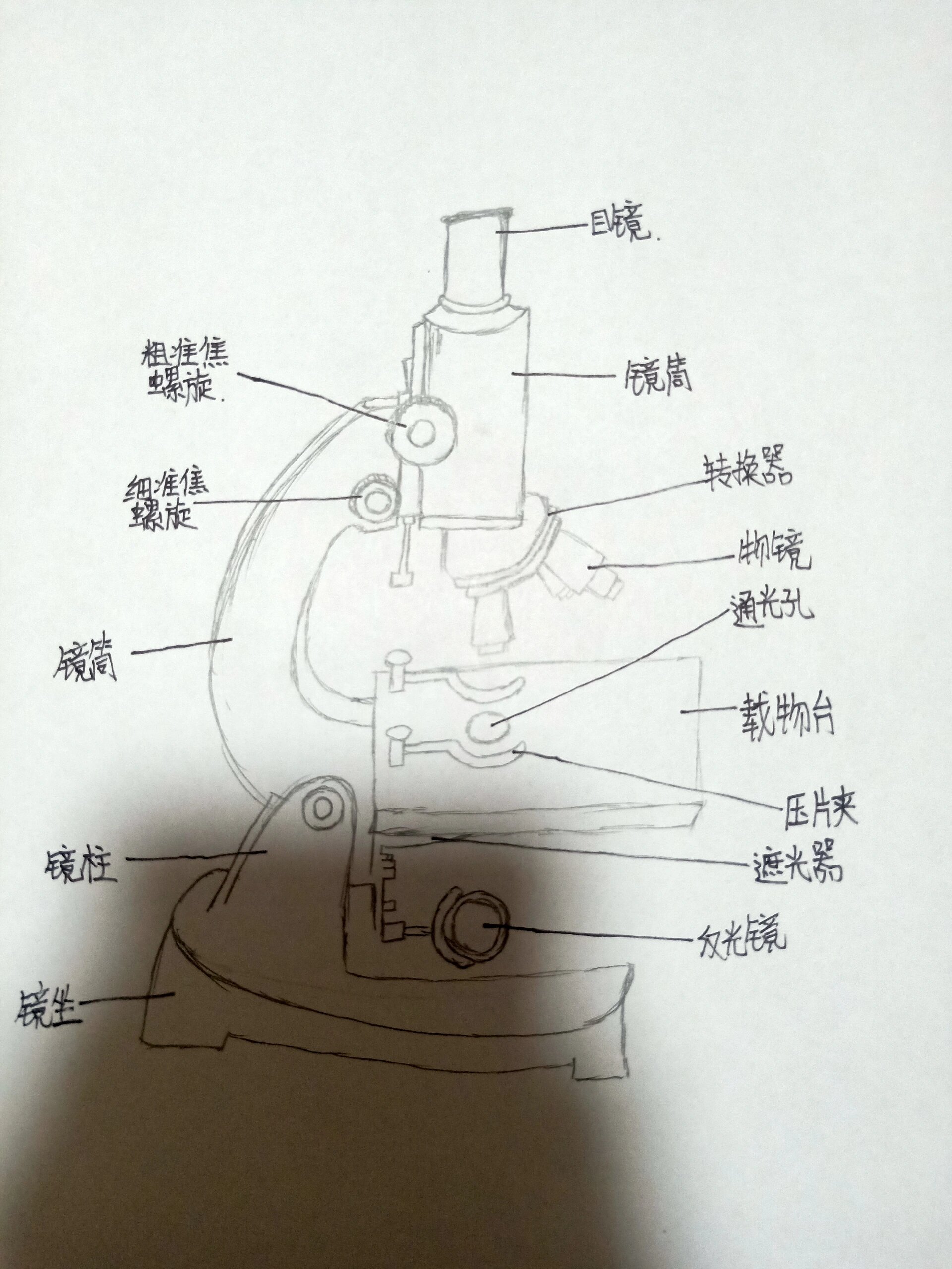 显微镜的正确使用步骤显微镜使用方法(图1)